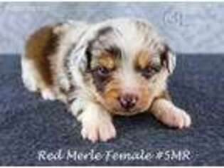 Miniature Australian Shepherd Puppy for sale in Paradise, TX, USA