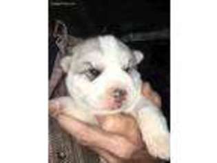 Siberian Husky Puppy for sale in Tappahannock, VA, USA