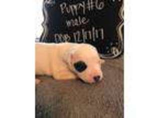 American Bulldog Puppy for sale in Burkburnett, TX, USA
