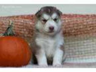 Siberian Husky Puppy for sale in Nokesville, VA, USA