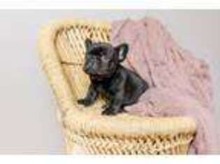 French Bulldog Puppy for sale in Ontario, OR, USA