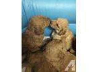 Goldendoodle Puppy for sale in WOODLAND HILLS, CA, USA