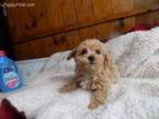 Mutt Puppy for sale in Ilion, NY, USA