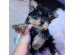 Yorkshire Terrier Puppy for sale in New Brunswick, NJ, USA
