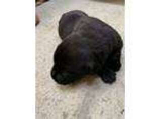 Labrador Retriever Puppy for sale in West Greenwich, RI, USA