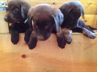 Labrador Retriever Puppy for sale in PITTSFIELD, NH, USA