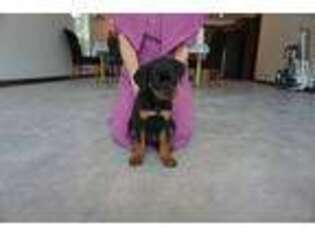 Rottweiler Puppy for sale in Harrison, AR, USA
