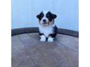 Pembroke Welsh Corgi Puppy for sale in Greenfield, CA, USA