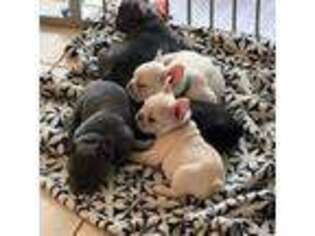 French Bulldog Puppy for sale in Stow, OH, USA