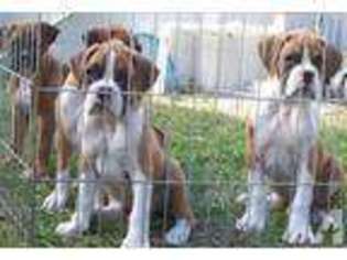 Boxer Puppy for sale in LAKELAND, FL, USA