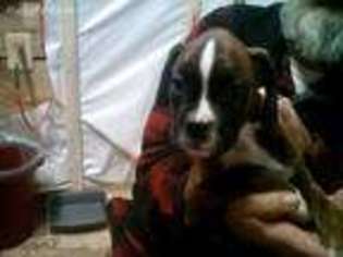Boxer Puppy for sale in Sonora, KY, USA