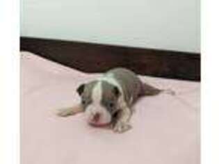 Boston Terrier Puppy for sale in Dundee, OH, USA