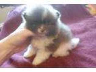 Pomeranian Puppy for sale in Gaffney, SC, USA