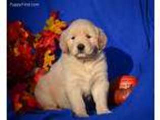 Golden Retriever Puppy for sale in Sparta, TN, USA