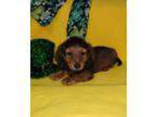 Dachshund Puppy for sale in Downing, MO, USA