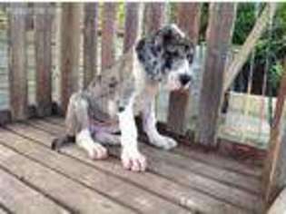 Great Dane Puppy for sale in Adel, GA, USA