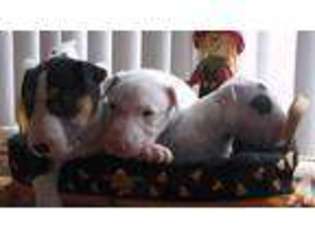 Bull Terrier Puppy for sale in MASTIC, NY, USA