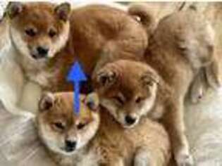 Shiba Inu Puppy for sale in Olive Branch, MS, USA