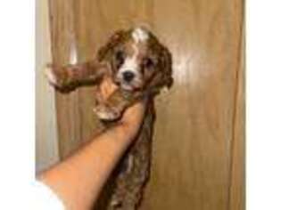 Cavapoo Puppy for sale in Milwaukee, WI, USA