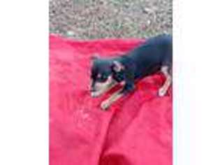 Chihuahua Puppy for sale in Phenix, VA, USA