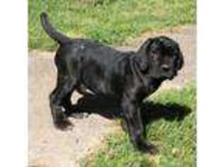 Neapolitan Mastiff Puppy for sale in Butler, MO, USA