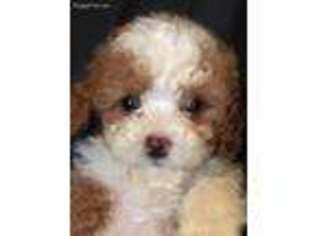 Cavapoo Puppy for sale in Asheville, NC, USA