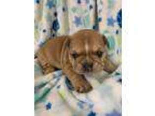 French Bulldog Puppy for sale in New Carlisle, OH, USA