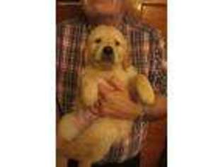 Golden Retriever Puppy for sale in Richland Center, WI, USA
