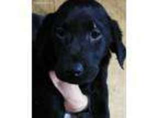 Labrador Retriever Puppy for sale in Mocksville, NC, USA