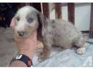 Dachshund Puppy for sale in JULIAN, PA, USA