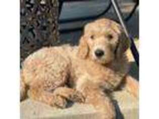 Goldendoodle Puppy for sale in Raleigh, NC, USA