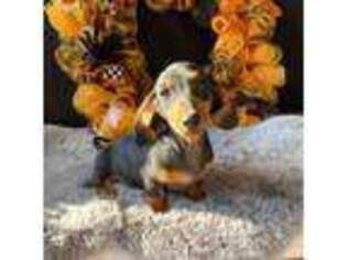 Dachshund Puppy for sale in Pflugerville, TX, USA