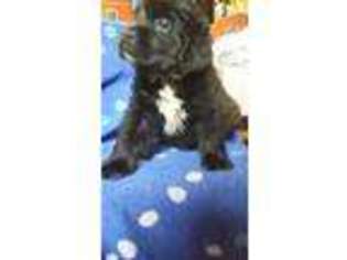 Mutt Puppy for sale in Grand Rapids, OH, USA