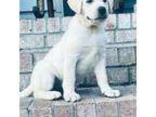 Labrador Retriever Puppy for sale in Hampstead, NC, USA