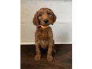 Irish Setter Puppy for sale in Salem, OR, USA
