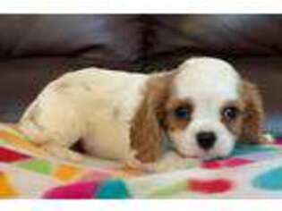 Cavalier King Charles Spaniel Puppy for sale in Spring Hill, KS, USA