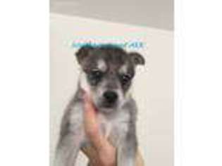 Alaskan Klee Kai Puppy for sale in Dacula, GA, USA