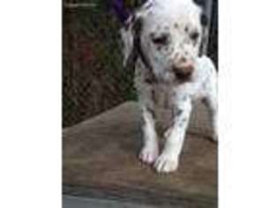 Dalmatian Puppy for sale in Hope Mills, NC, USA