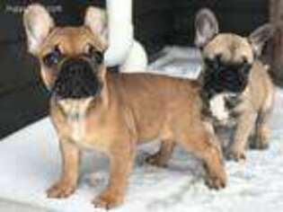 French Bulldog Puppy for sale in Byron, MN, USA