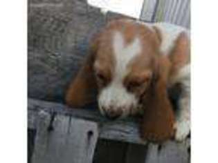 Basset Hound Puppy for sale in Blackfoot, ID, USA