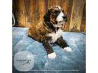 Mutt Puppy for sale in Rougemont, NC, USA