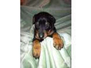 Doberman Pinscher Puppy for sale in BLAIRSVILLE, PA, USA