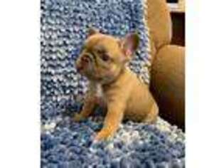 French Bulldog Puppy for sale in Lake Havasu City, AZ, USA