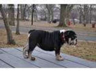 Bulldog Puppy for sale in Ozone Park, NY, USA