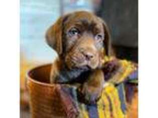 Labrador Retriever Puppy for sale in Deary, ID, USA