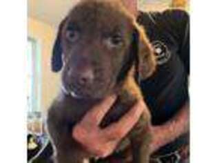 Chesapeake Bay Retriever Puppy for sale in Wagener, SC, USA