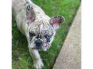 French Bulldog Puppy for sale in Youngstown, OH, USA