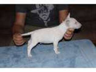 Bull Terrier Puppy for sale in Wisner, LA, USA
