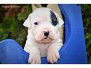 American Bulldog Puppy for sale in Rocky Comfort, MO, USA