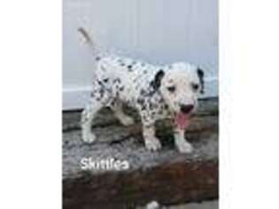 Dalmatian Puppy for sale in Saint Joseph, MO, USA